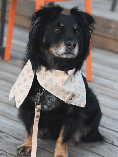 Daugiafunkcinis biotano pavadėlis