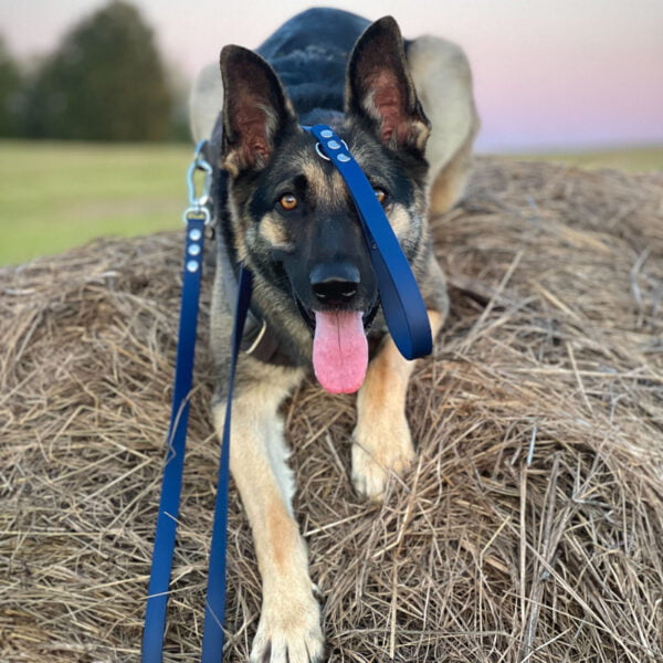 Stroberi tamsiai melynas pavadelis dideliems sunims