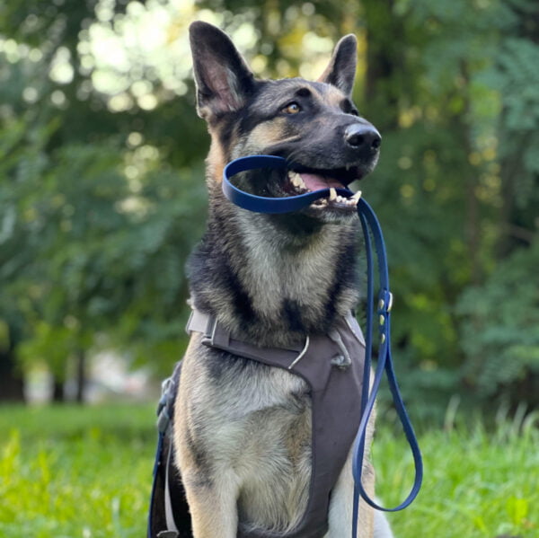 Biotano pavadėliai šunims