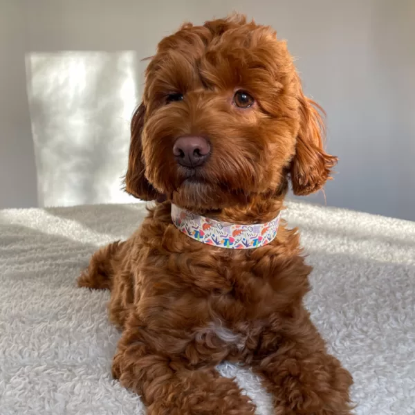 biotano antkaklis šunims