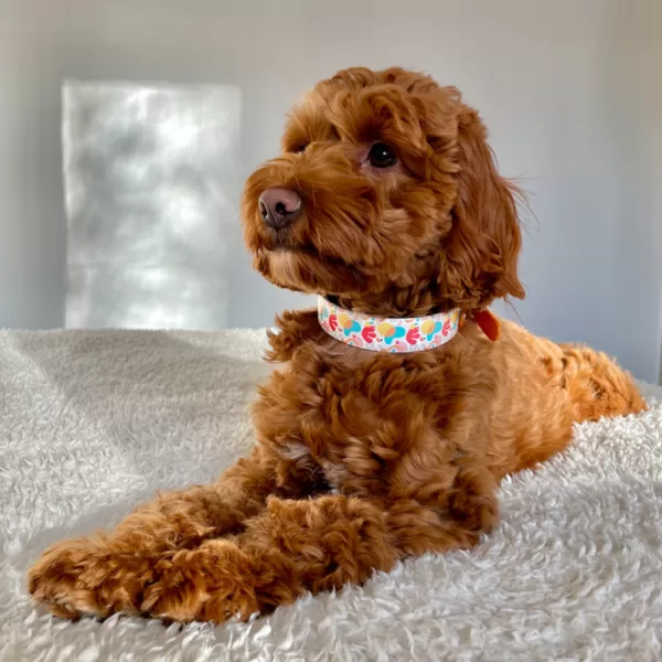 biotano antkaklis šuniukui