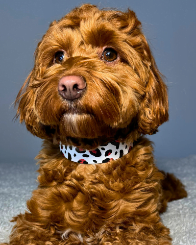 BioThane® antkaklis LEO