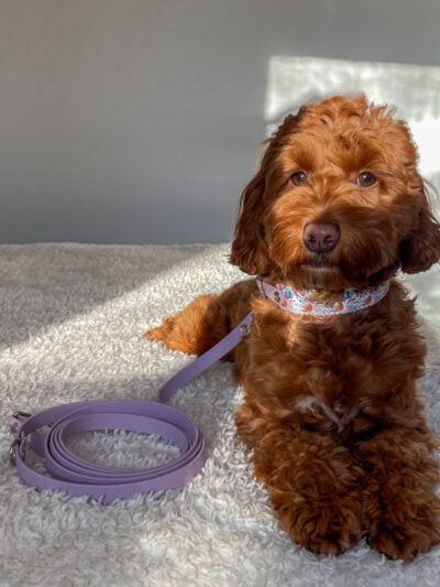 Stroberi pavadėlis ir antkaklis