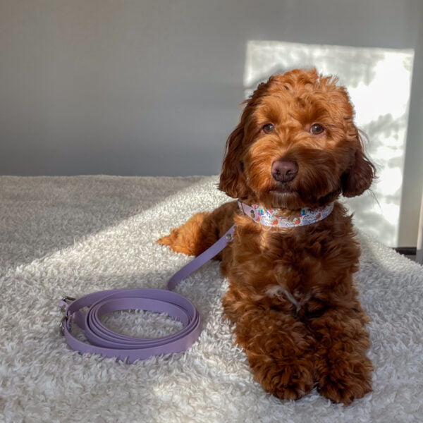 Stroberi pavadėlis ir antkaklis