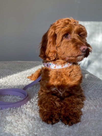 Stroberi pavadėlis ir antkaklis