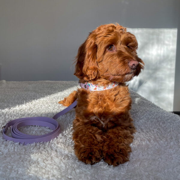 stroberi-biotano-antkakliai-55 Stroberi pavadėlis ir antkaklis