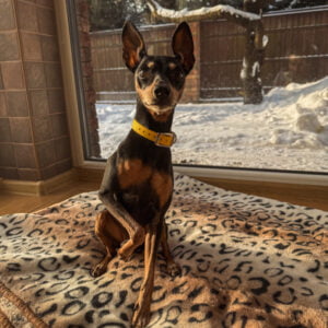 Stroberi geltonas antkaklis