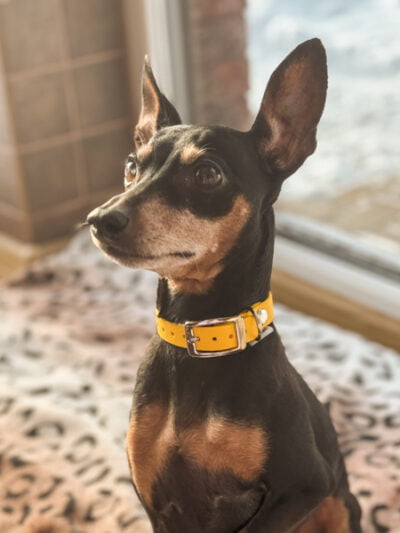 Stroberi geltonas antkaklis