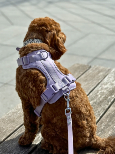 petnešos šunims nuo tempimo