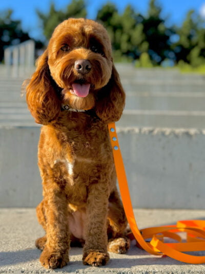 Biotano pavadėlis 19mm ORANGE MULTI