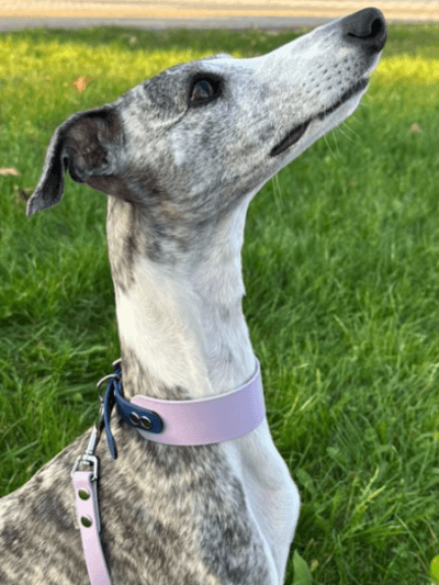 Ilgo kaklo šunų antkaklis