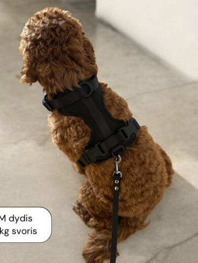 stroberi petnesos black