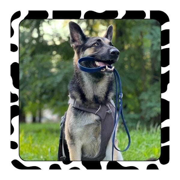 stroberi biotano pavadelis sunims