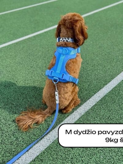 Biotano pavadėlis 16mm BLUE WHITE MULTI + Petnešos