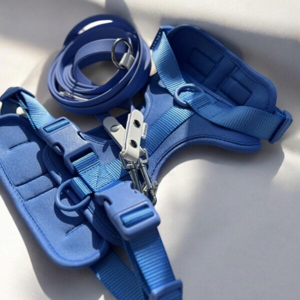 Petnešos ir pavadys BLUE