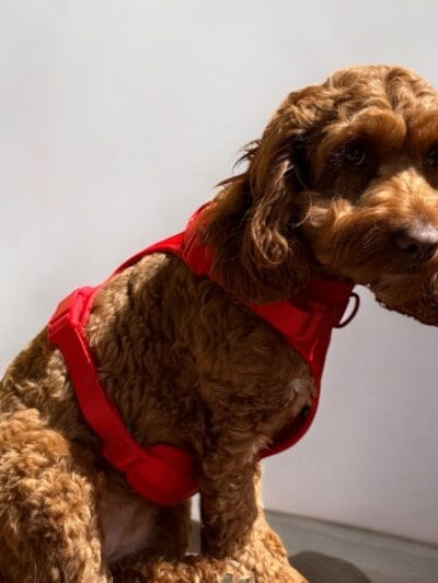 stroberi petnesos red