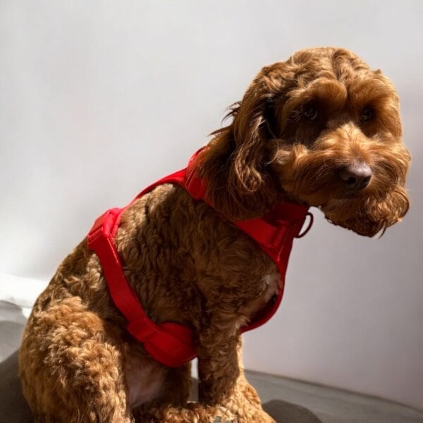 stroberi petnesos red