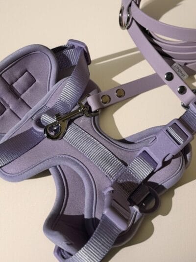 Petnešos ir pavadys LILAC